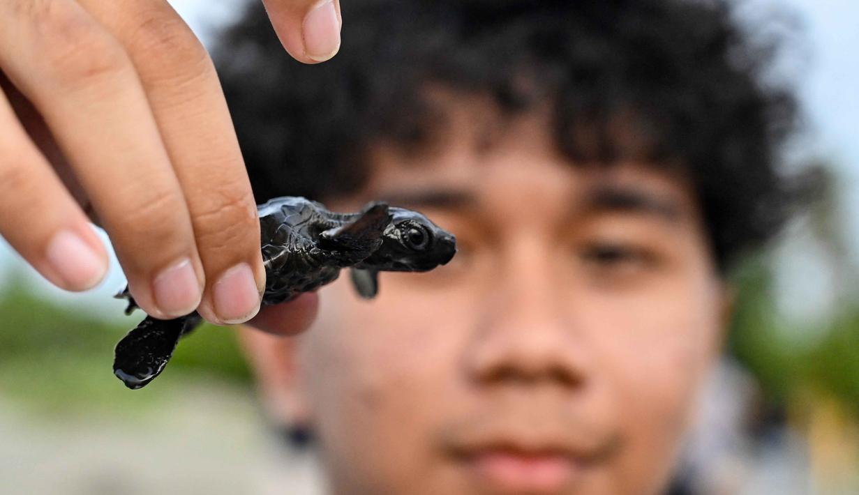 Seorang anak laki-laki memegang tukik penyu zaitun (Olive Ridley) di pantai Banda Aceh, pada 14 April 2026. Untuk menjaga kelestarian ekosistem laut serta meningkatkan kesadaran terhadap perlindungan penyu yang semakin langka dan terancam punah, puluhan tukik penyu zaitun (Olive Ridley) hasil penetasan dilepasliarkan ke laut di Banda Aceh. (CHAIDEER MAHYUDDIN/AFP)