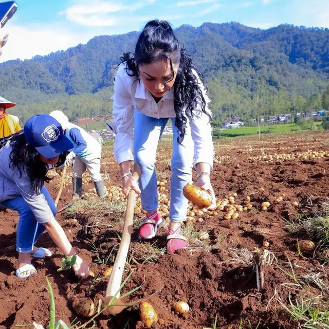 6 Momen Krisdayanti Ajak Kedua Anaknya Panen Kentang di Ladang Warga, Aksinya Banjir Pujian