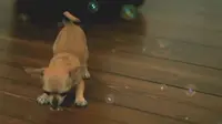 Lucunya Anjing Kecil Bermain Balon Sabun