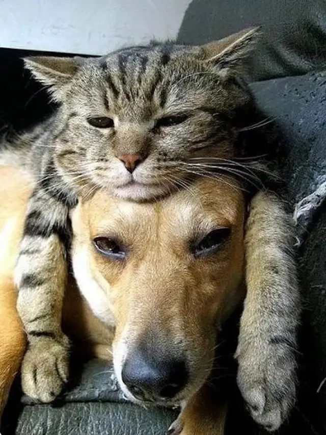 10 Potret Akrab Anjing dan Kucing yang Jadi Sahabat, Pelukan Waktu Tidur