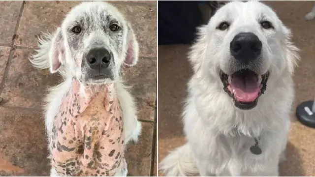 Potret Haru 6 Anjing Sebelum dan Sesudah Diadopsi, Kondisi Jadi Lebih Baik