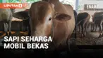 Sapu kurban