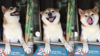 Toko Ditutup, Anjing Shiba 'Penjaga Toko' Penisun