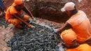 Pemusnahan ikan dipastikan mengikuti saran Majelis Ulama Indonesia (MUI), bahwa ikan yang tertangkap akan dipastikan mati sebelum dikubur. Tampak dalam foto, petugas PPSU saat melakukan proses pemusnahan ikan sapu-sapu di kawasan Setu Babakan, Jakarta Selatan, Selasa (5/5/2026). (merdeka.com/Arie Basuki)