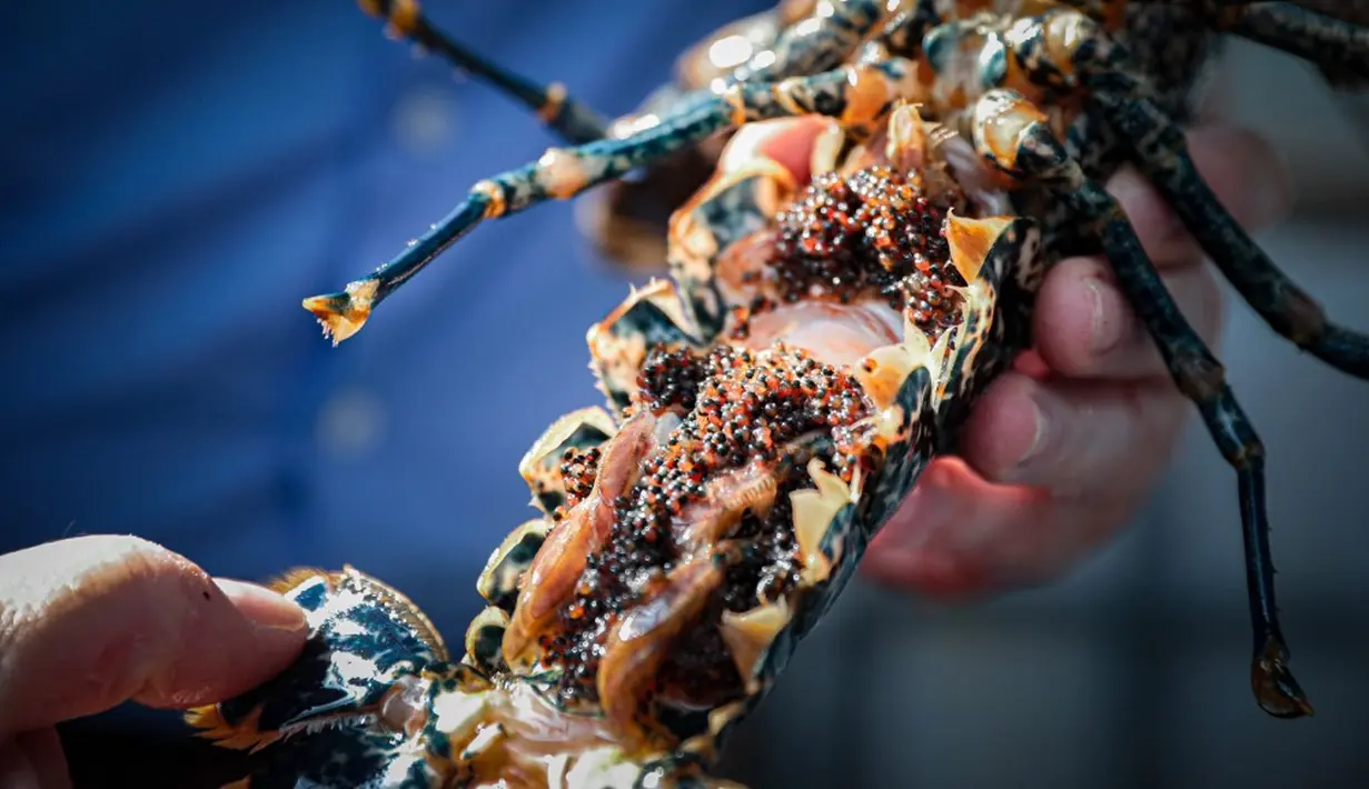<p>Lobster betina baru bisa bereproduksi menginjak usia empat tahun. Nantinya, ia akan bersembunyi di tempat yang lembab sampai telur menetas dan telur-telur ini bisa mencapai 200 butir. (Lou BENOIST/AFP)</p>