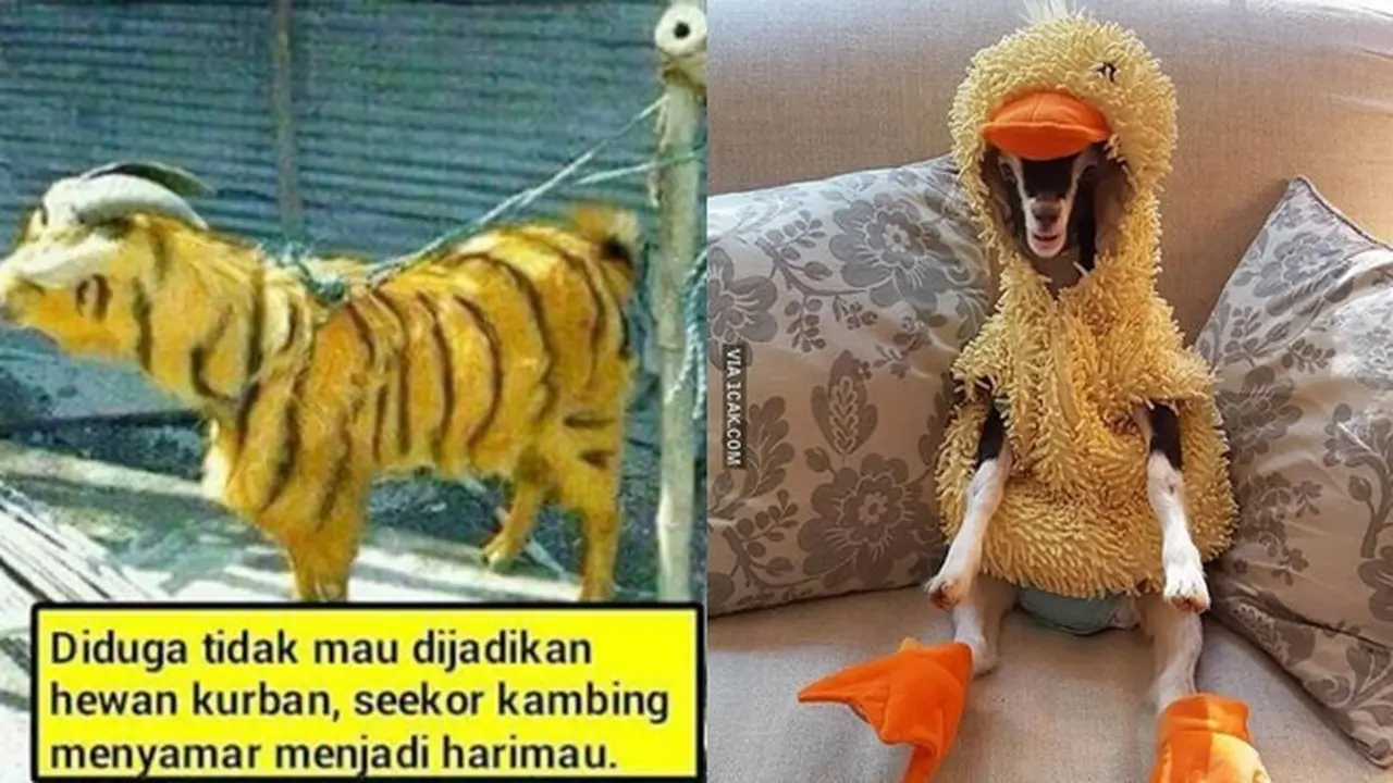 6 Potret Kambing Menyamar Jelang Dikurban Ini Bikin Ngakak