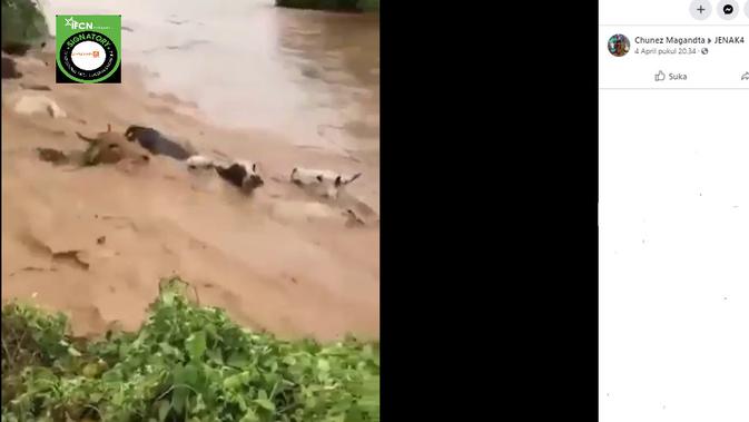 Cek Fakta  menelusuri klaim video sejumlah sapi hanyut terbawa arus banjir NTT