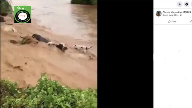 Cek Fakta  menelusuri klaim video sejumlah sapi hanyut terbawa arus banjir NTT