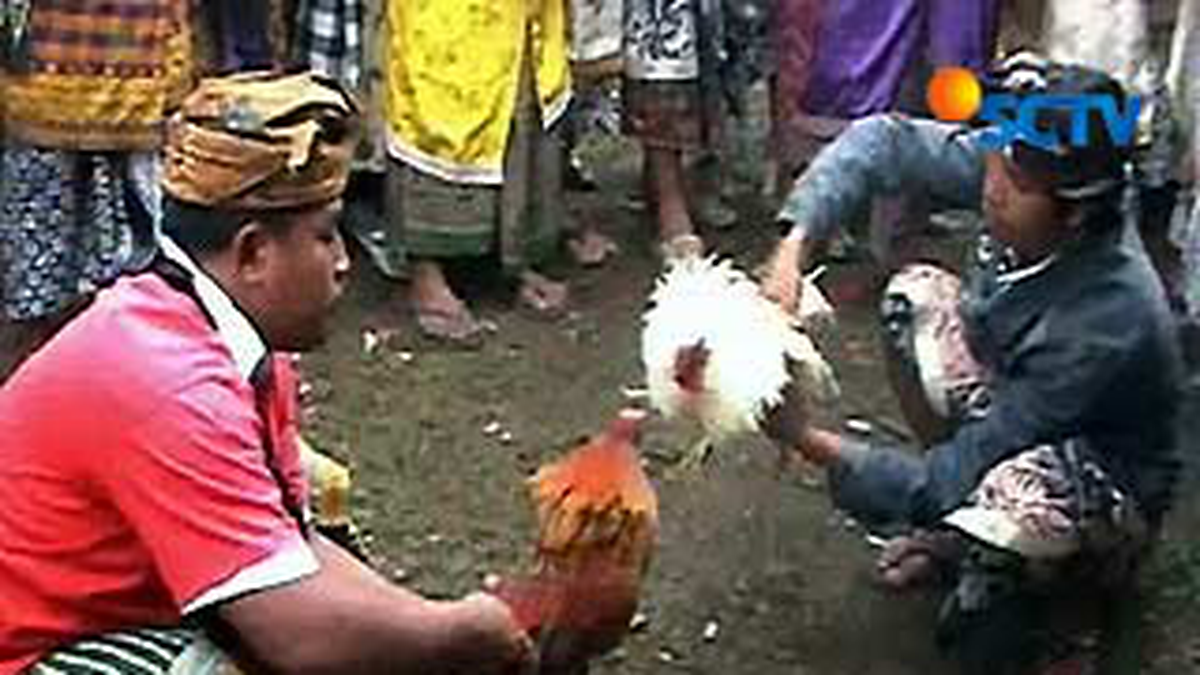 adu ayam pola