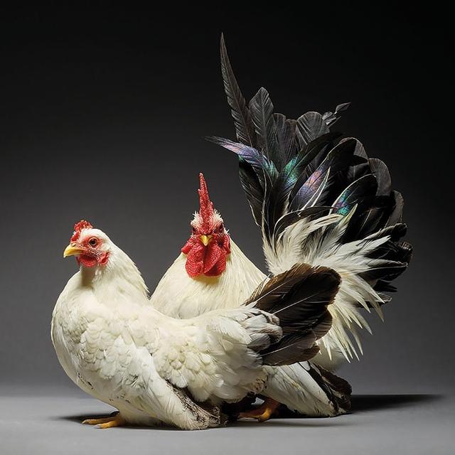 Gaya Ayam Saat Pemotretan Bertema Couple and Love (sumber: instagram/chicken_ph)