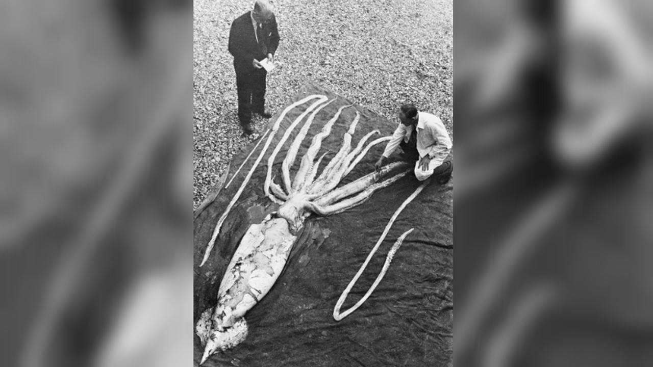 Pada 1954, 2 orang asal Norwegia meneliti cumi-cumi raksasa sepanjang 9.2 meter (NTNU Museum of Natural History and Archeaology)