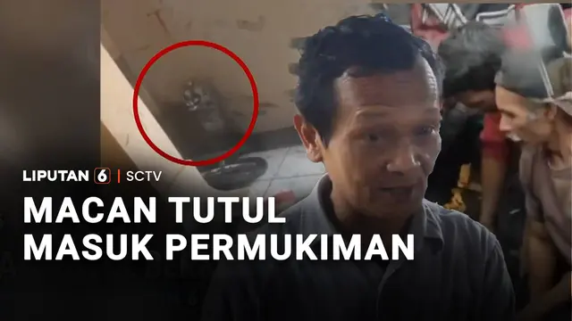 Macan Tutul Masuk Permukiman