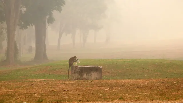 Kabut Asap Karhutla di Kalimantan Ancam Kesehatan dan Lumpuhkan Aktivitas Warga