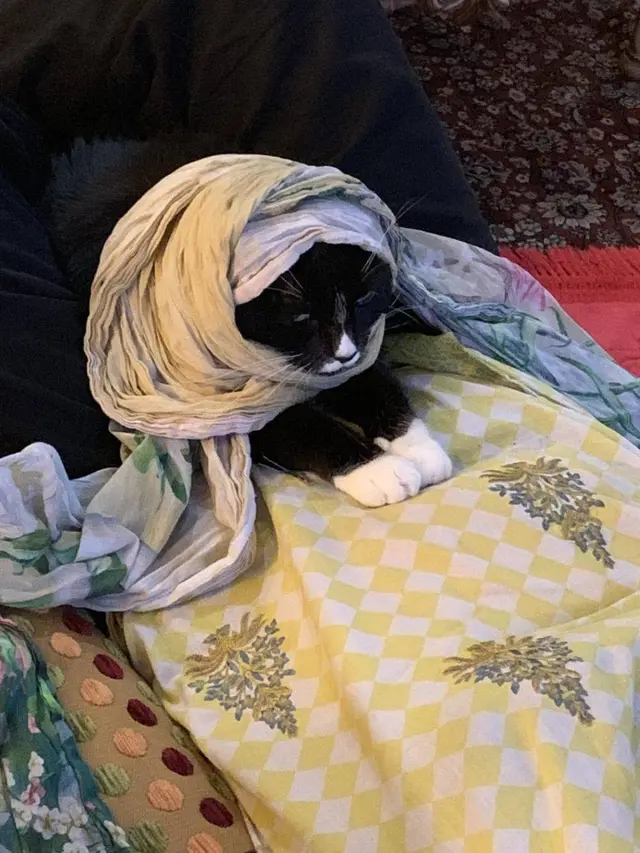8 Potret Kucing Kalau Ikut Jalani Ramadhan, Ekspresinya Kocak Waktu Sahur