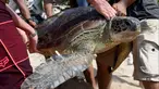 Penyu hijau saat dilepaskan kembali ke laut di Pantai Kuta dekat Denpasar, Bali (20/12/2019). Pantai Kuta menjadi tempat pelepasan penyu hijau sitaan Polda Bali. (AFP Photo/Sonny Tumbelaka)