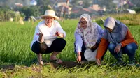 Wali Kota Semarang Hevearita G Rahayu tengah memperhatikan bibit padi Biosalin yang diproyeksikan untuk ditanam di sawah-sawah dengan air payau akibat rob. Foto: liputan6.com/felek wahyu&nbsp;