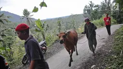 Warga membawa sapi untuk dievakuasi menggunakan mobil bak terbuka di kawasan Karangasem, Bali, Jumat (1/12). Warga terpaksa mengevakuasi hewan ternak dari tempat tinggalnya karena khawatir akan erupsi Gunung Agung. (Liputan6.com/Immanuel Antonius)