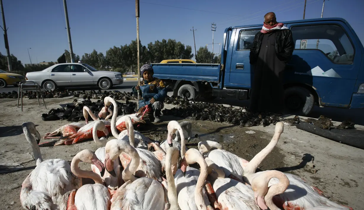 Sejumlah Burung Flamingo dikumpulkan di sebuah tempat penampungan sementara, Irak, Selasa (24/1). Burung Flamingo di Irak menjadi korban perdagangan ilegal dan perburuan. (AFP Photo/ Haidar HAMDANI)