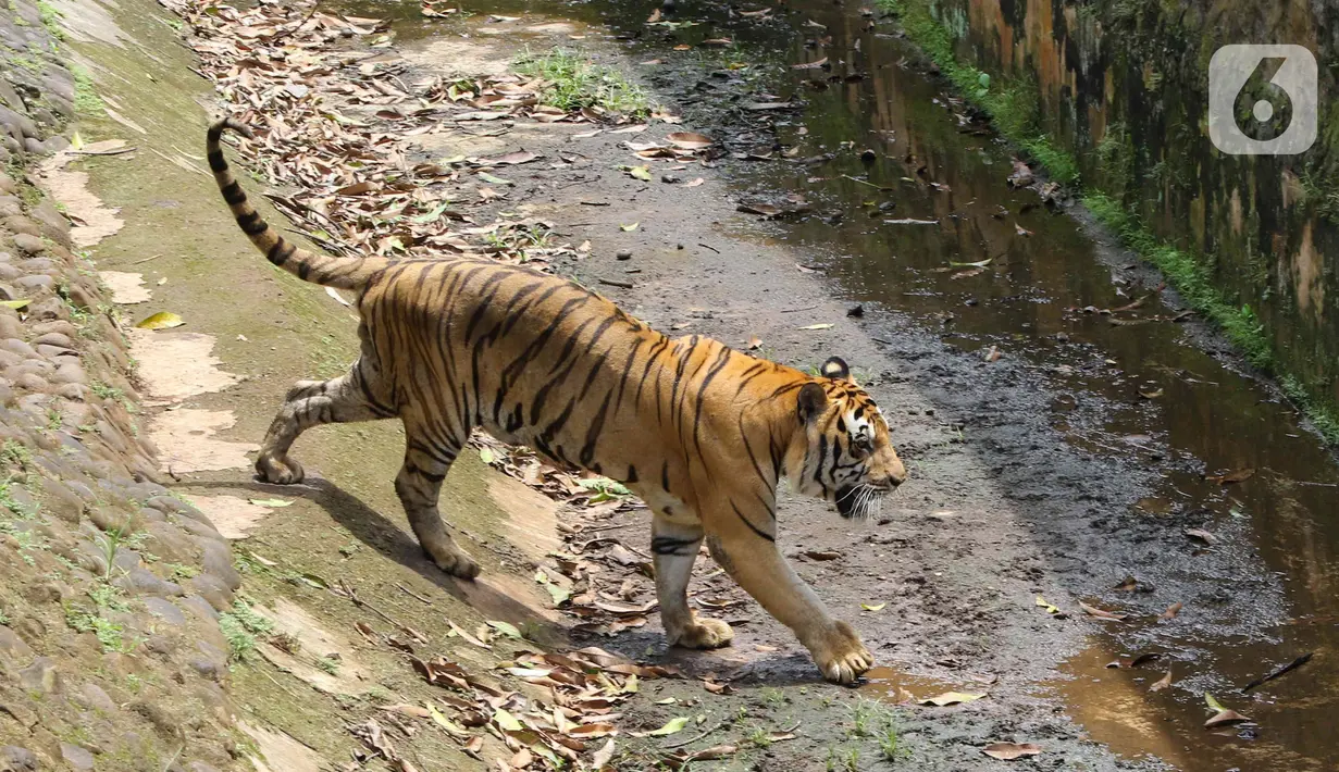 Seekor harimau terlihat di kandangnya di Taman Margasatwa Ragunan, Jakarta, Senin (28/2/2022). Tempat wisata di Jakarta ramai dikunjungi warga saat libur Isra Miraj 2022. (Liputan6.com/Herman Zakharia)
