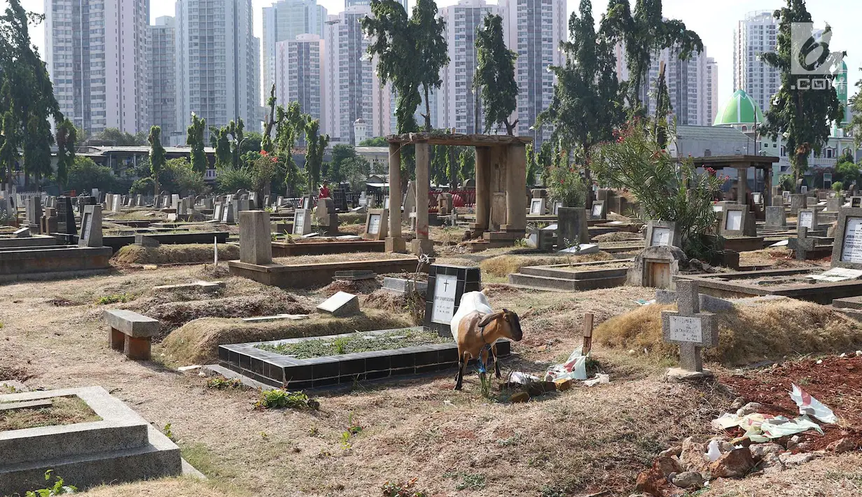 Kambing mencari makan di sekitar TPU Menteng Pulo, Jakarta, Selasa (9/10). Semakin berkurangnya lahan hijau menyebabkan peternak di Ibukota menggembalakan kambing tidak pada tempatnya. (Liputan6.com/Immanuel Antonius)