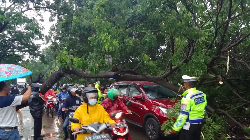 Pohon Tumbang