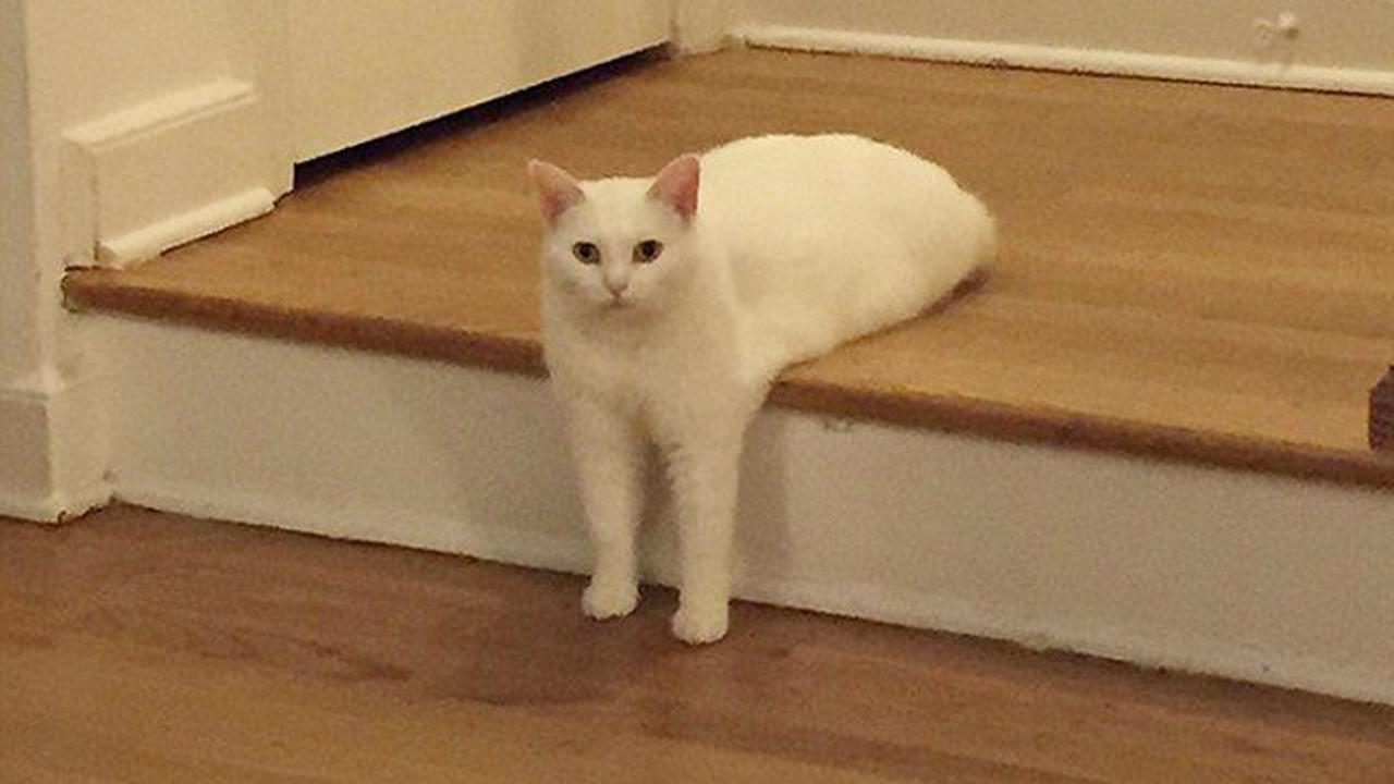 Gara-gara Pose Konyol, Kucing Ini Jadi Guyonan Netizen