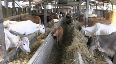 Peternak sapi potong di desa Polosiri, kecamatan Bawen, kabupaten Semarang, Jawa Tengah sejak sebulan mengalami kesulitan mendapatkan rumput segar, sebagai pakan ternak akibat musim kemarau.