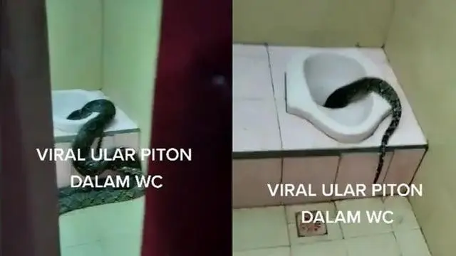 6 Momen Ngeri Ular Piton Muncul di WC, Gagal BAB