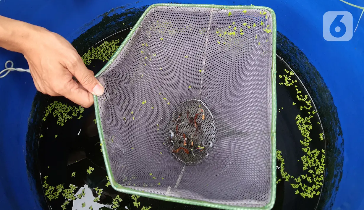 Stiadi menunjukkan Ikan guppy atau Poecilia reticulata di Pondok Jagung, Tangerang Selatan, Kamis (10/8/2020). Sebanyak 25 jenis ikan guppy di budidayakan karena keindahan warna dan bentuk siripnya. (Liputan6.com/Fery Pradolo)