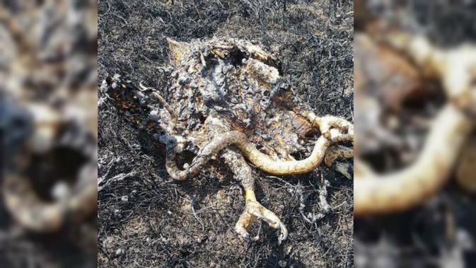 Ini Bukti Perseteruan Elang Vs Ular Yang Sebabkan Kebakaran Global Liputan6 Com