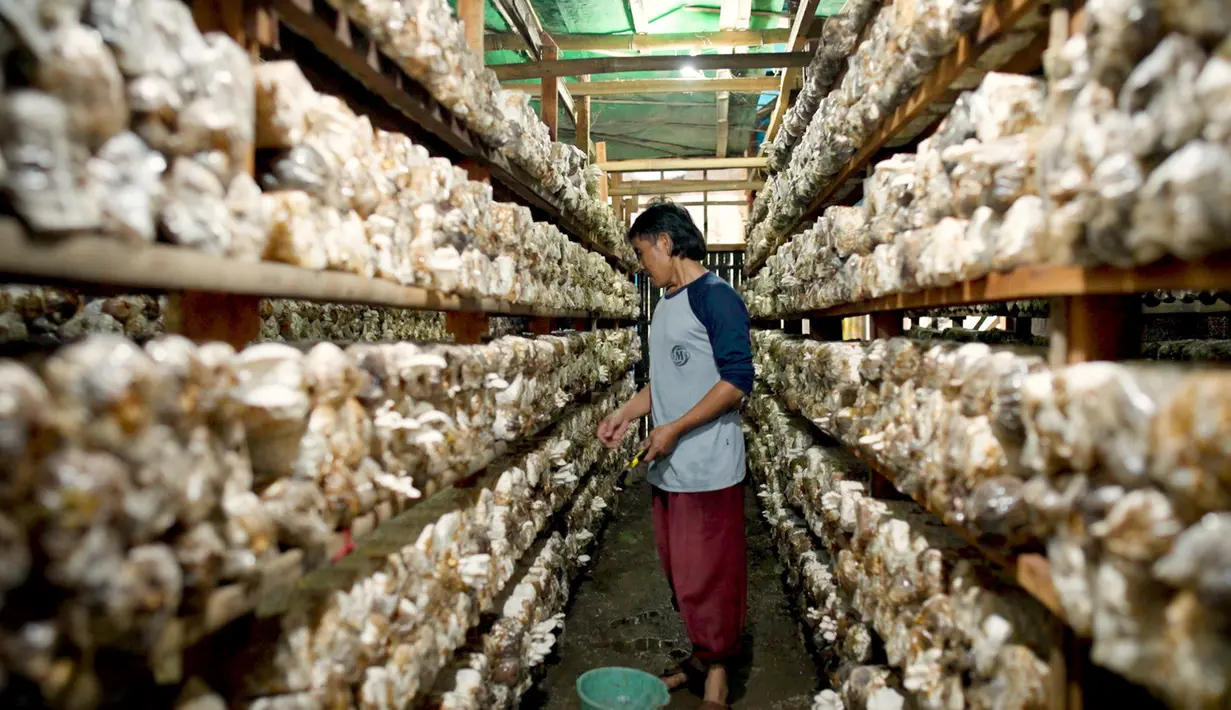 <p>Petani memanen jamur tiram di Desa Trawas, Mojokerto, Jawa Timur. Desa Trawas dikaruniai banyak potensi alam, mulai dari pertanian, hamparan kebun kopi, hingga budidaya jamur tiram. (Dok. BRI)</p>