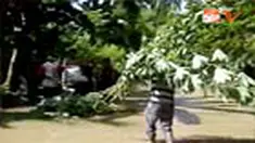 Para petani di Polewali Mandar, Sulbar, terpaksa memanen dini tanaman ubi dan jagung karena terendam banjir. Mereka khawatir tanaman membusuk. 