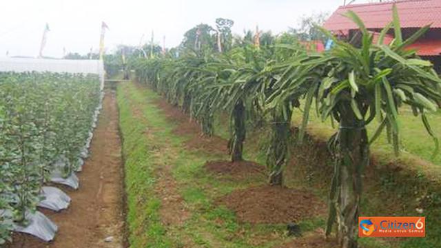 Potensi Agrowisata Di Kabupaten Temanggung Citizen6