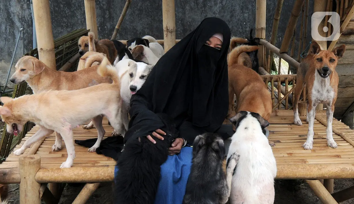 Pecinta hewan Hesti Sutrisno bermain dengan anjing-anjing liar peliharaannya di rumah penampungan sementara Green House, Tenjolaya, Bogor, Jawa Barat, Minggu (14/3/2021). Hingga kini, Hesti telah menampung 70 ekor anjing liar. (merdeka.com/Arie Basuki)