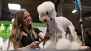 Seorang wanita merapihkan bulu anjing Miniature Poodle pada hari kedua pertunjukan anjing Crufts di National Exhibition Centre di Birmingham, Inggris tengah, (9/3). (AFP Photo/Oli Scarff)