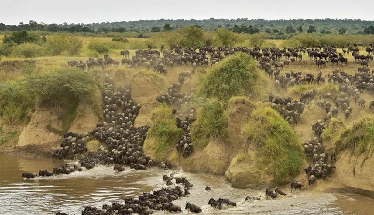 Ratusan Wildebeest menyeberangi sungai di Masai Mara saat berimigrasi, Kenya (4/9/2015). Wildebeest bermigrasi hingga jarak ratusan kilometer demi menemukan padang rumput selama musim kering di Kenya. (AFP PHOTO/Carl de Souza)