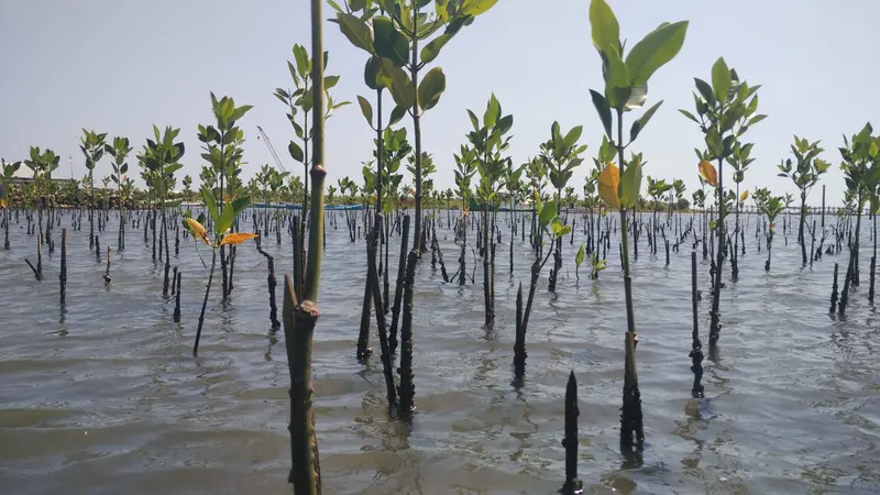 tanaman mangrove