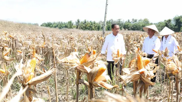 Harga Jagung dan Gabah Turun