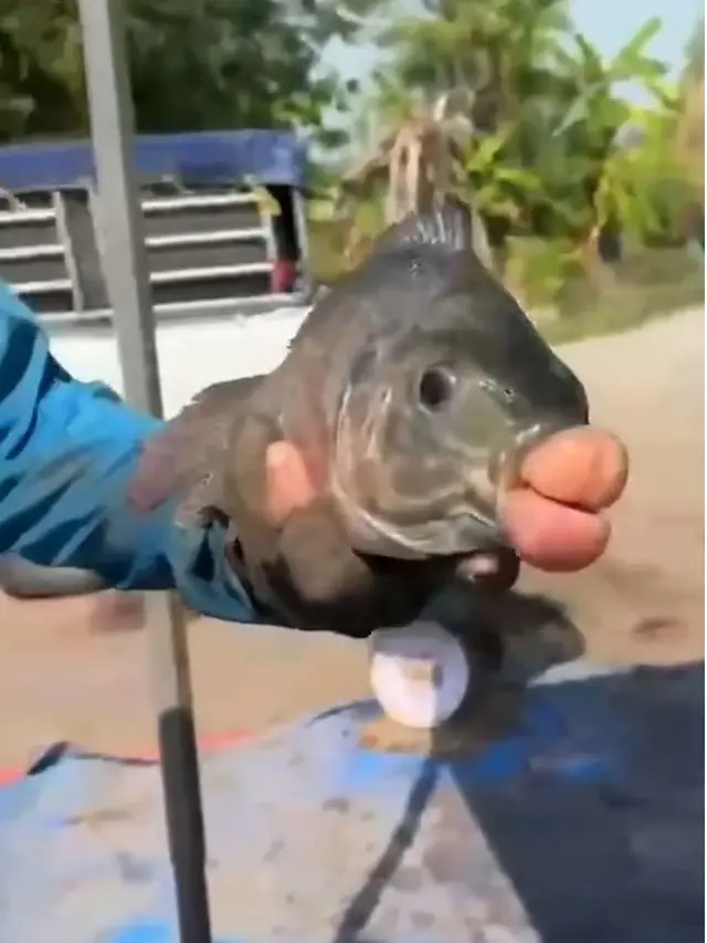 Ikan Nila Punya Bibir Tebal Bak Filler