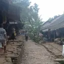 Babi Hutan dan Monyet Teror Ladang Petani Badui