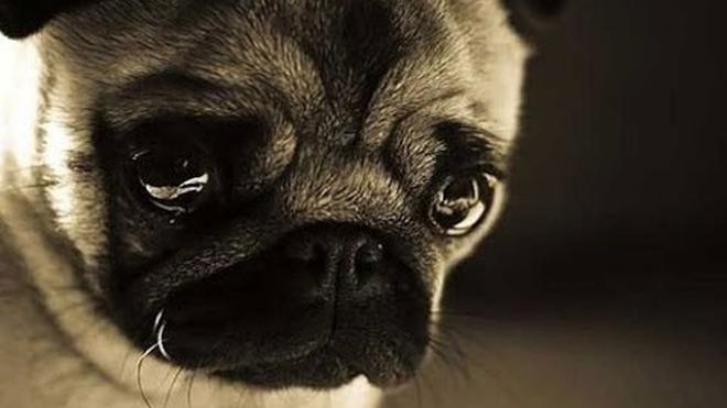 Pilu Anjing Ini Menunggu Kematiannya dengan Bersimbah 