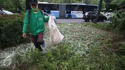 Pekerja membersihkan sampah berserakan di taman yang rusak di depan gedung Balai Kota Jakarta, Jumat (14/10). Taman tersebut rusak akibat banyaknya pengunjuk rasa yang menginjak-injak serta duduk di atas tanaman. (Liputan6.com/Immanuel Antonius)