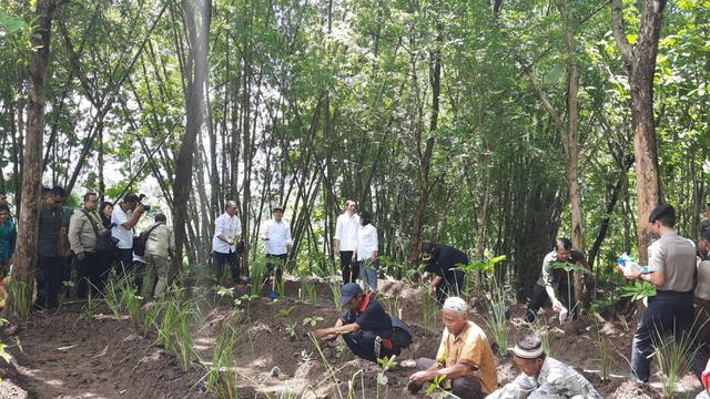 Presiden Jokowi menanam vetiver di Wonogiri, Jawa Tengah, Sabtu (15/2/2020).