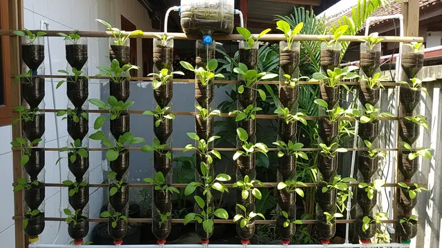 Kebun Mini Sayuran Daun dengan Pengairan Otomatis Tanpa Listrik