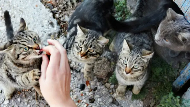 	Kucing-kucing di Pulau Tonawanda. (Sumber Care2)