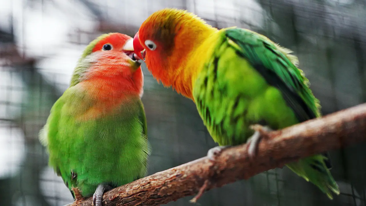 Ilustrasi burung