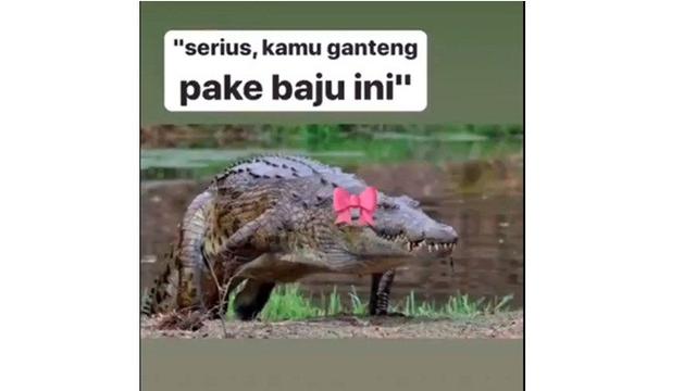 10 Meme Buaya Darat Versi Betina Ala Netizen Ini Bikin Geleng Kepala Hot Liputan6 Com