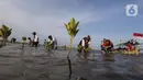 Penanaman mangrove sebagai wujud menjaga kelestarian kawasan pesisir Indramayu. (Liputan6.com/Angga Yuniar)