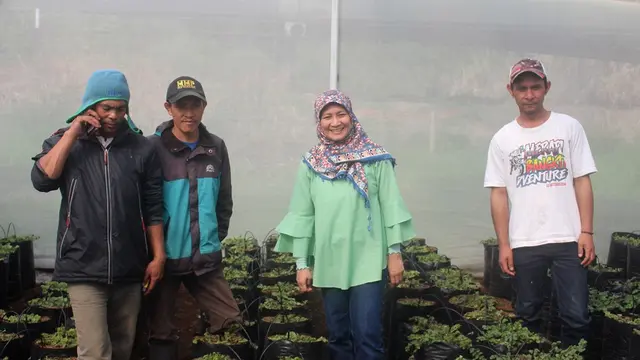 Budidaya Purwoceng di Green House. (Foto: Liputan6.com/Muhamad Ridlo)