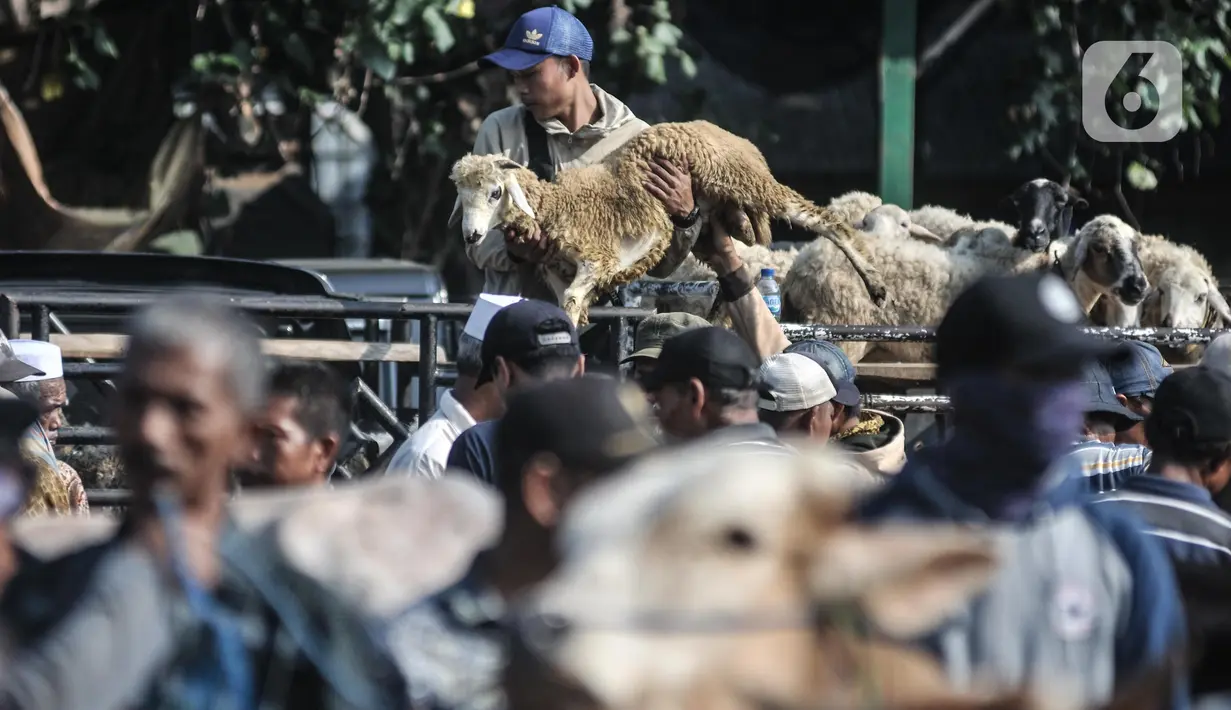 Pembeli mengangkut domba ke dalam mobil pikap di Pasar Hewan Jonggol, Kabupaten Bogor, Jawa Barat, Kamis (7/7/2022). Pasar hewan Jonggol sudah puluhan tahun terkenal sebagai sentra hewan kurban yang pelanggannya berasal dari berbagai daerah di Jabodetabek. (merdeka.com/Iqbal S Nugroho)